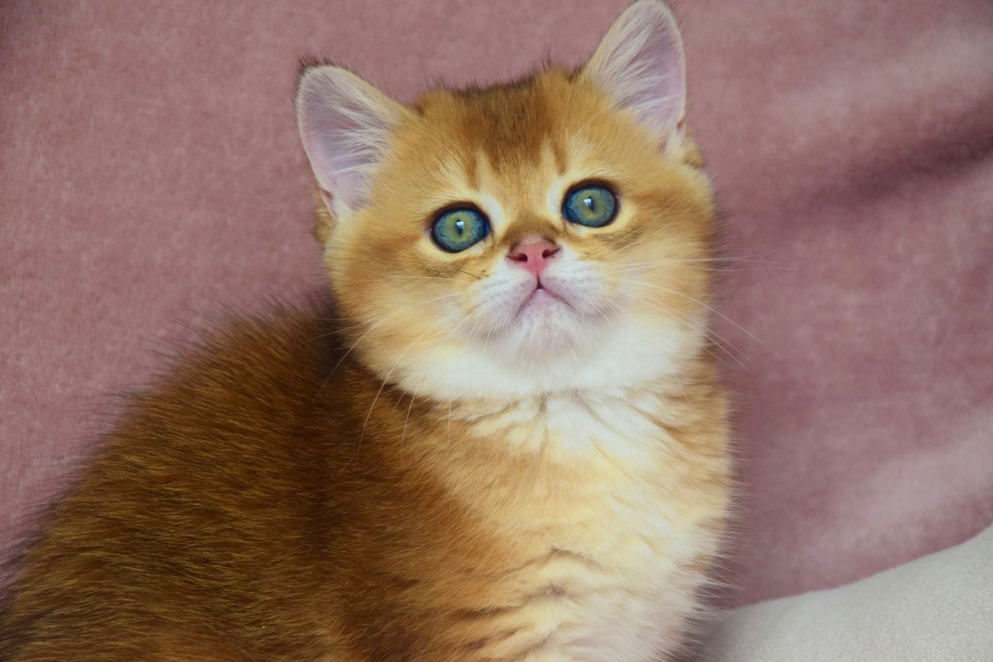 Menino Golden British Shorthair