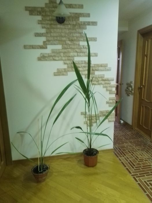 Пальма  фінікова