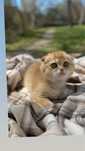 Золота золотиста шиншила шотландські кошенята котенята