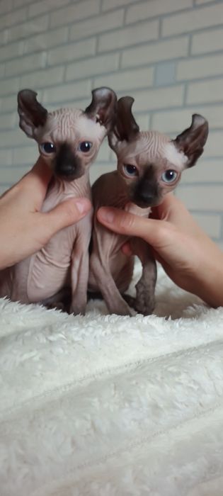 Продам ельфів,дівчат