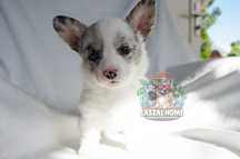 Welsh Corgi Cardigan dziewczynka blue merle