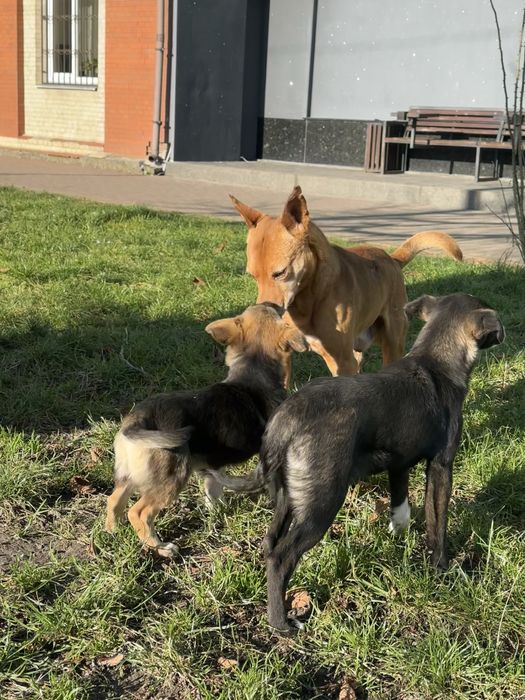 Коротколапе цуценя подарую