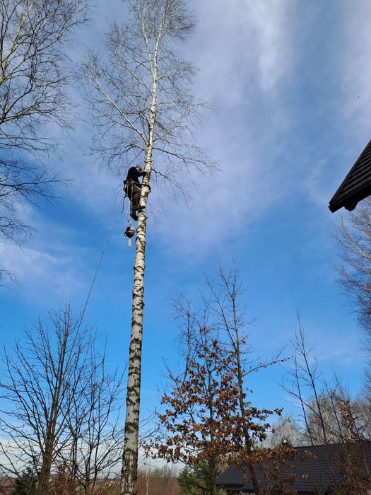 Frezowanie pni koszenie traw