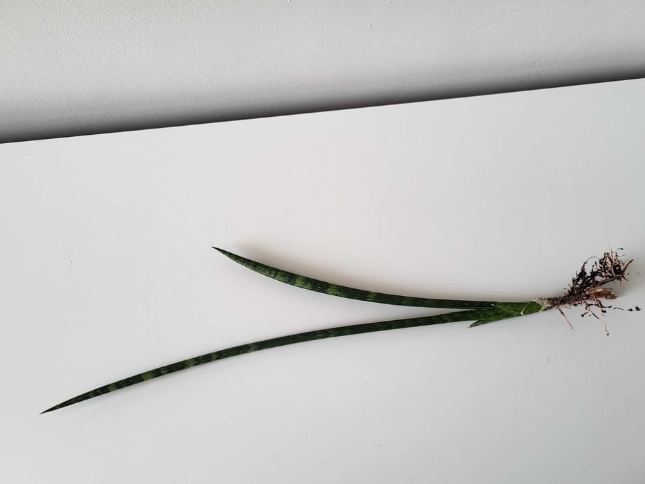 Sansevieria Comet Rocky Mountains  (odrost II)