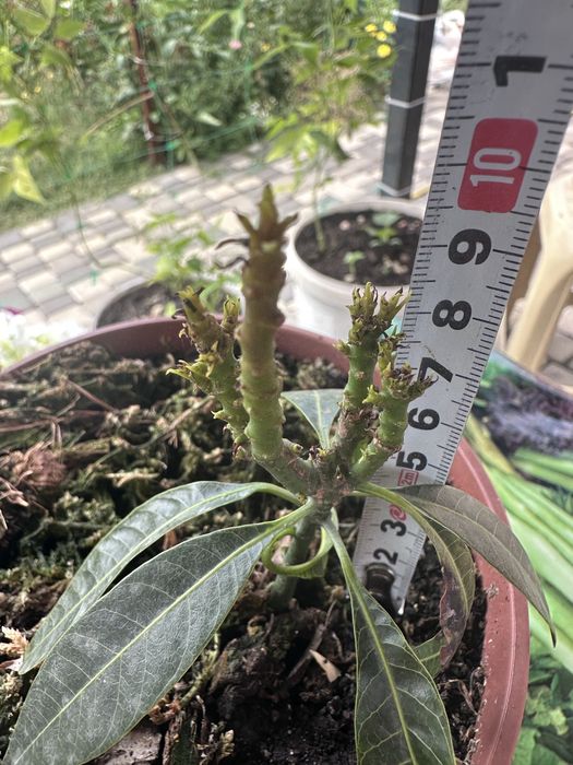 Манго рослина, деревце манго