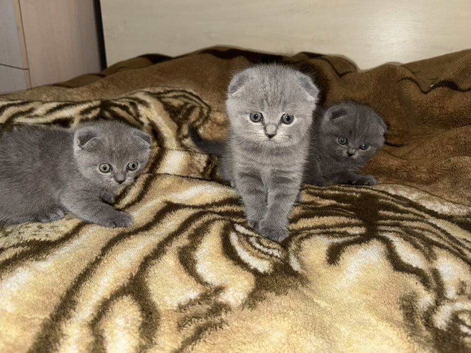 Шотландські висловухі котики