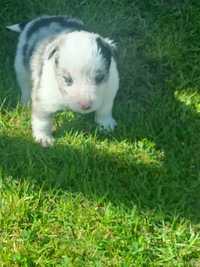 Border Collie -sunia II