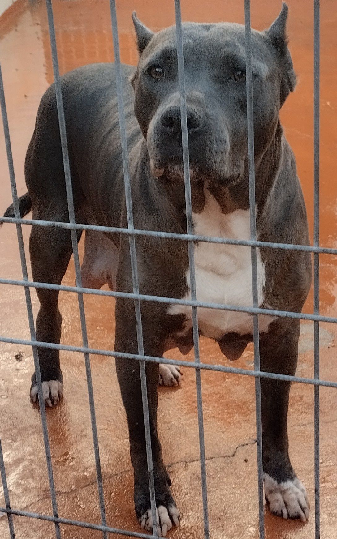 American Staffordshire Terrier