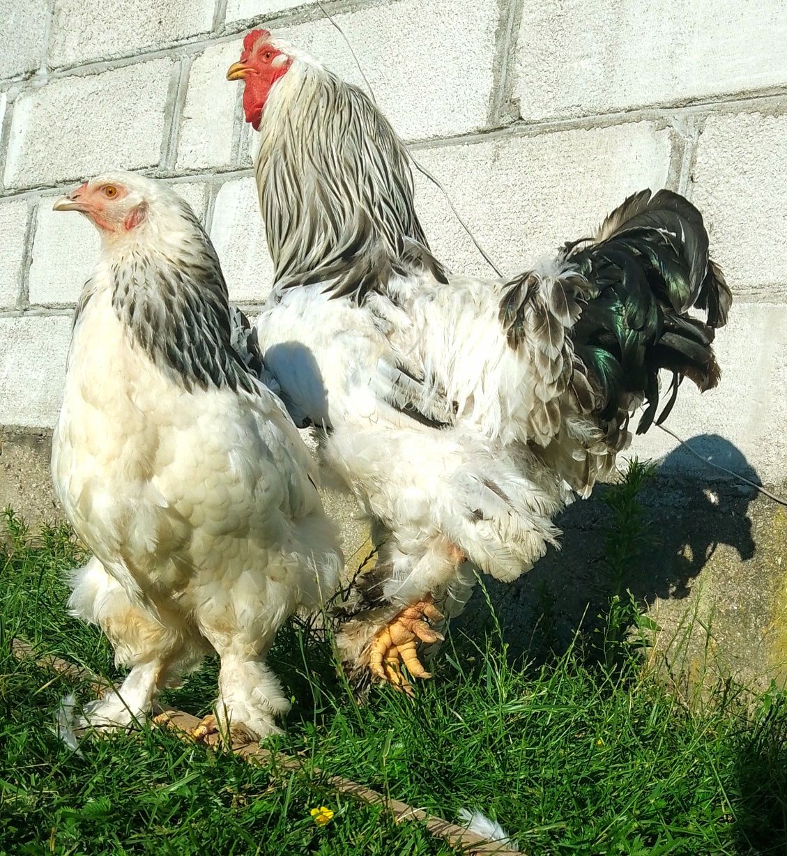 Silki silka czubatka srebrytka sebrytka serama Brahma chabo kochin