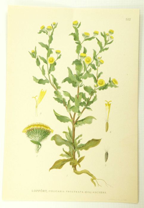 Stare ryciny botaniczne - litografie