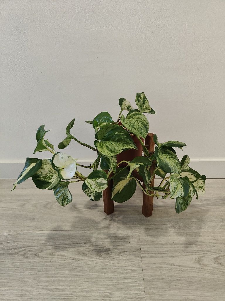 Manjula pothos // planta interior