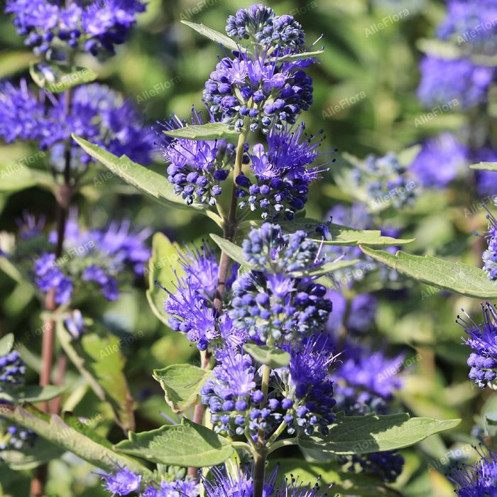 Barbula klandońska 'Dark Knight' (Caryopteris) Doniczka 2.0L