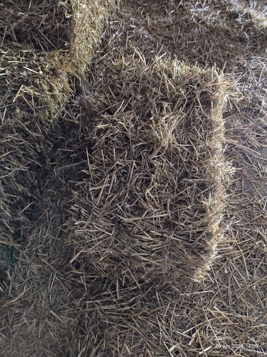 Słoma przenna w kostkach.