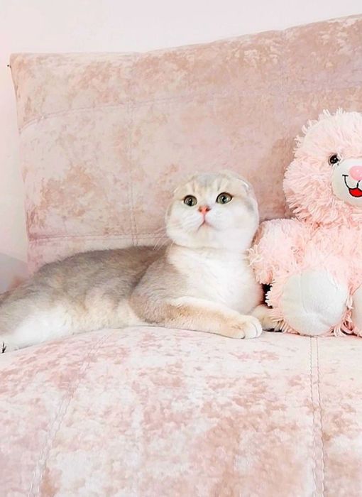 Золотий блакитний шиншила хлопчик