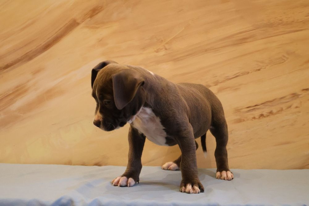 Цуценята від Чемпіонів.  Можно забирати .є доставка