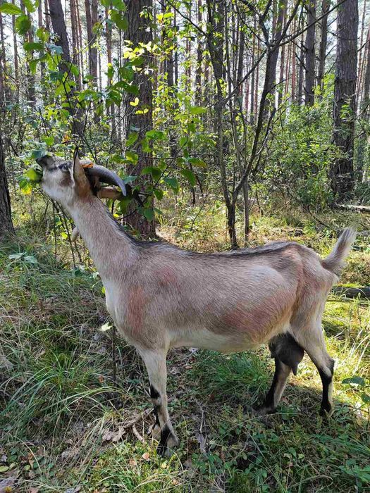 Продаються козочки