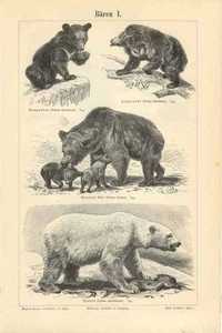 Niedźwiedzie, Nietoperze  oryginalne XIX w. grafiki