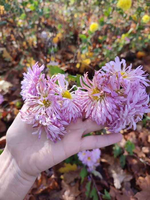 Хризантеми - високі, мультифлори, кущові, букетні