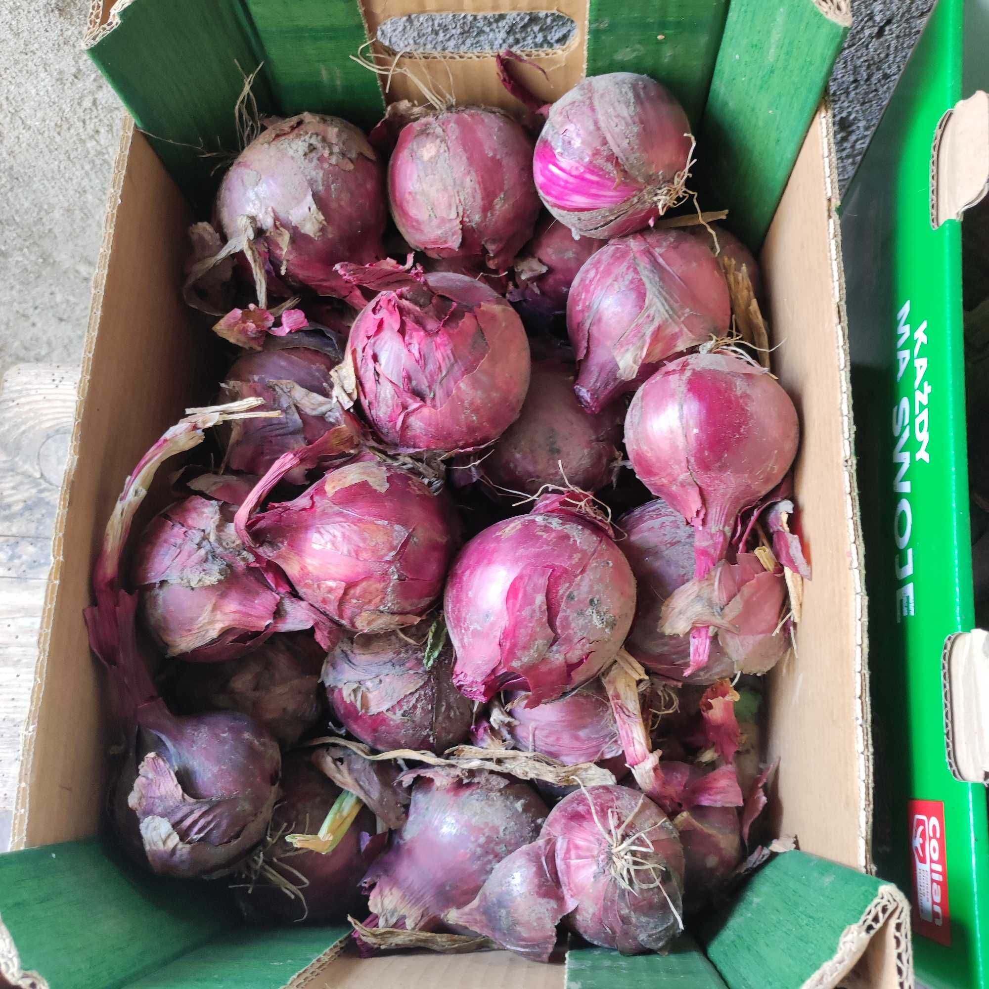 Cebula ekologiczna