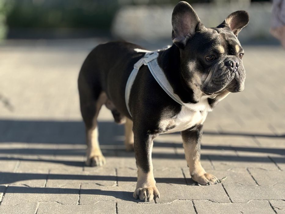 Французький бульдог для вязки. Ірпінь, Київ