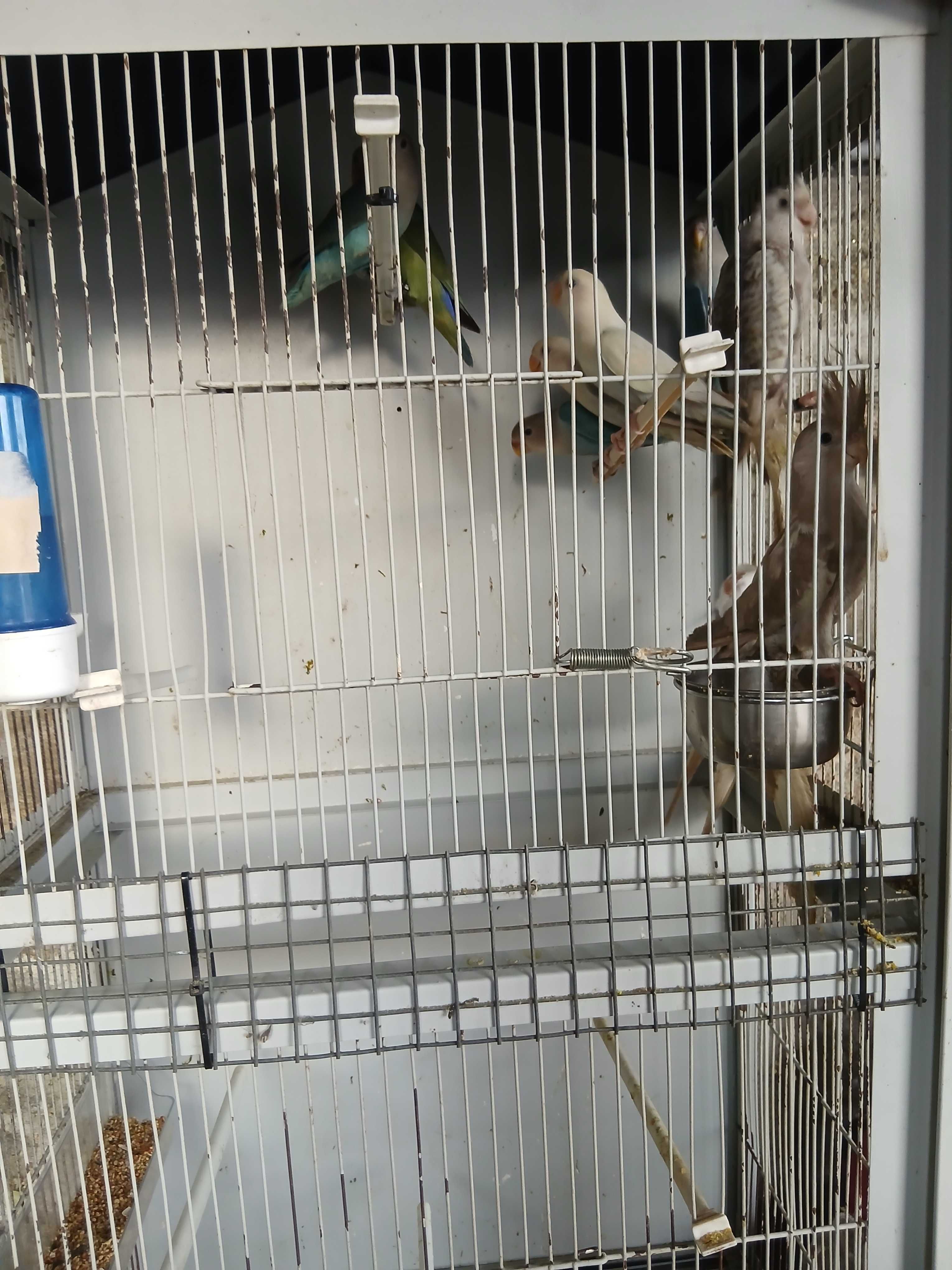 Vendo algumas aves