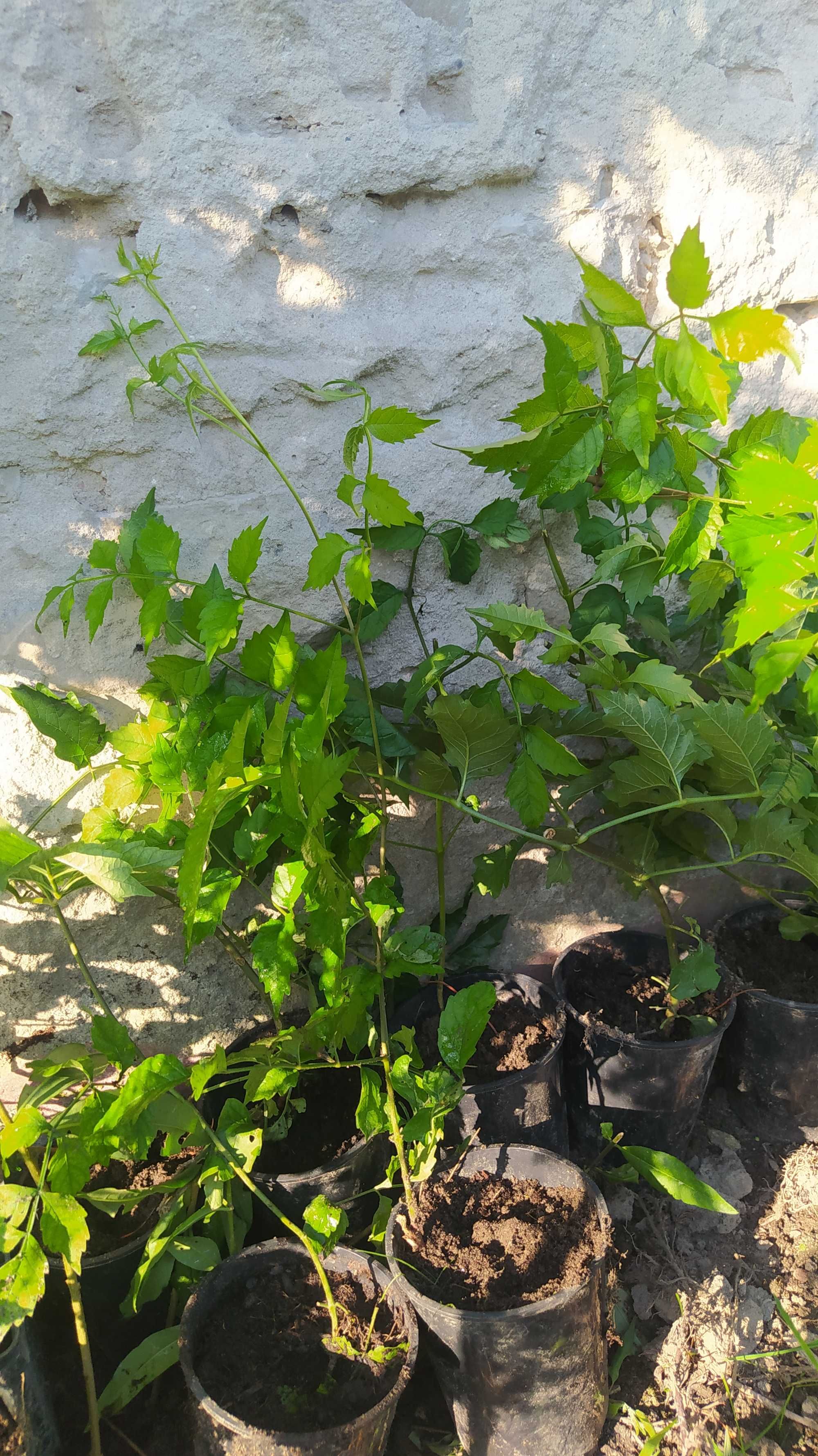 ładna duża wisteria glicynia doniczka P9