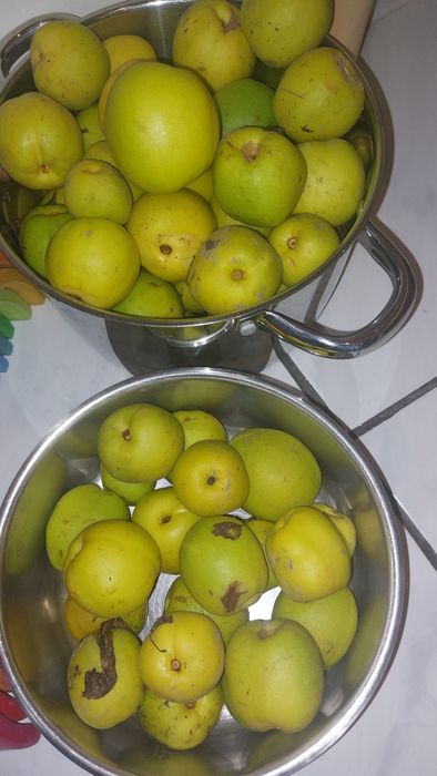 Pigwowiec  owoce 4kg