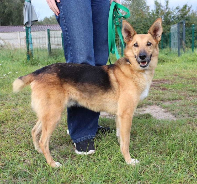 spokojny i łagodny piesek czeka na dom