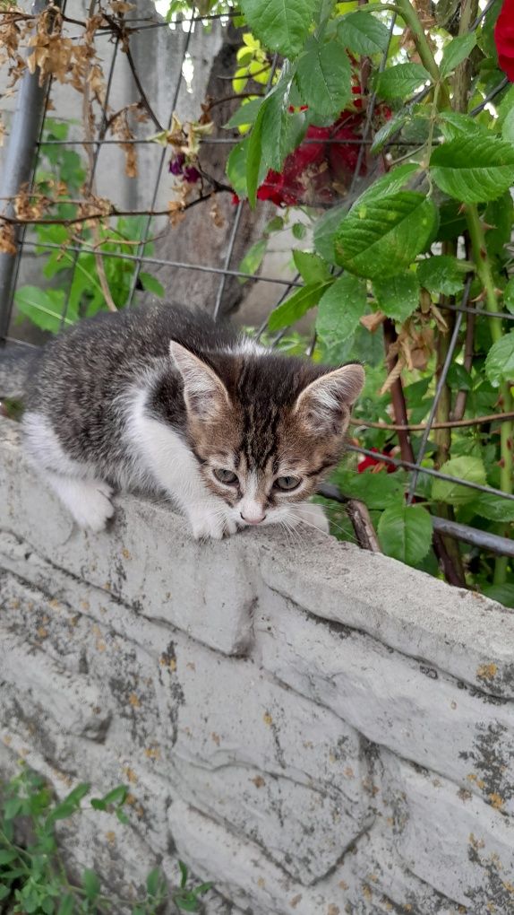 Кошенята шукають батьків