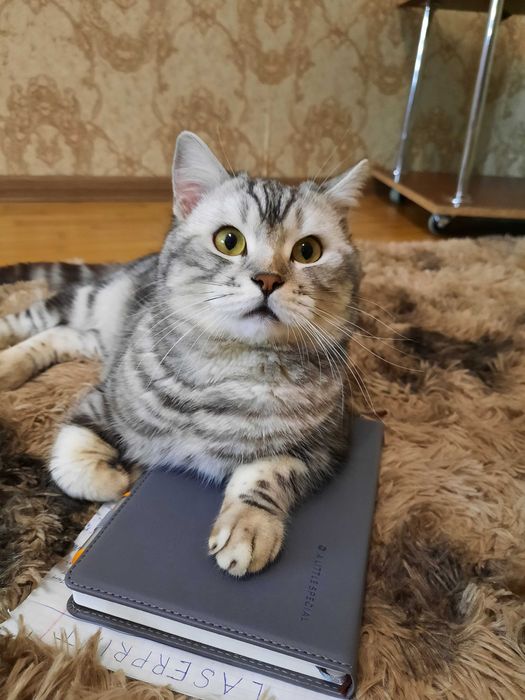 В'язка  ,шукаємо кішечку весловуху шотландської породи