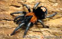 Cyriocosmus elegans - Ptasznik L5/6