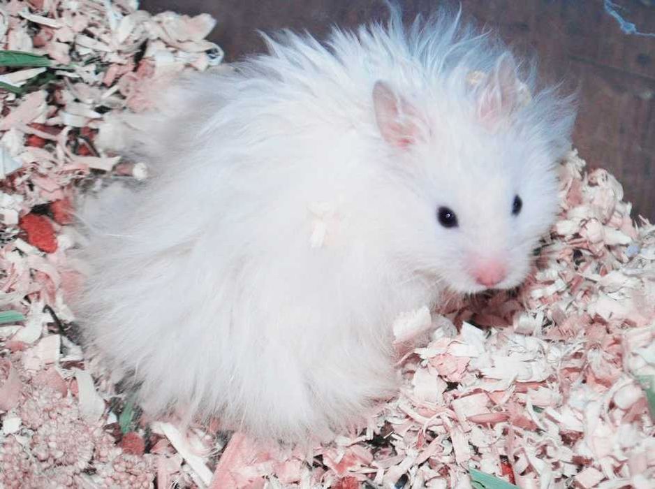 Роскошные королевские ангорские хомячки, белоснежного окраса, хомяки