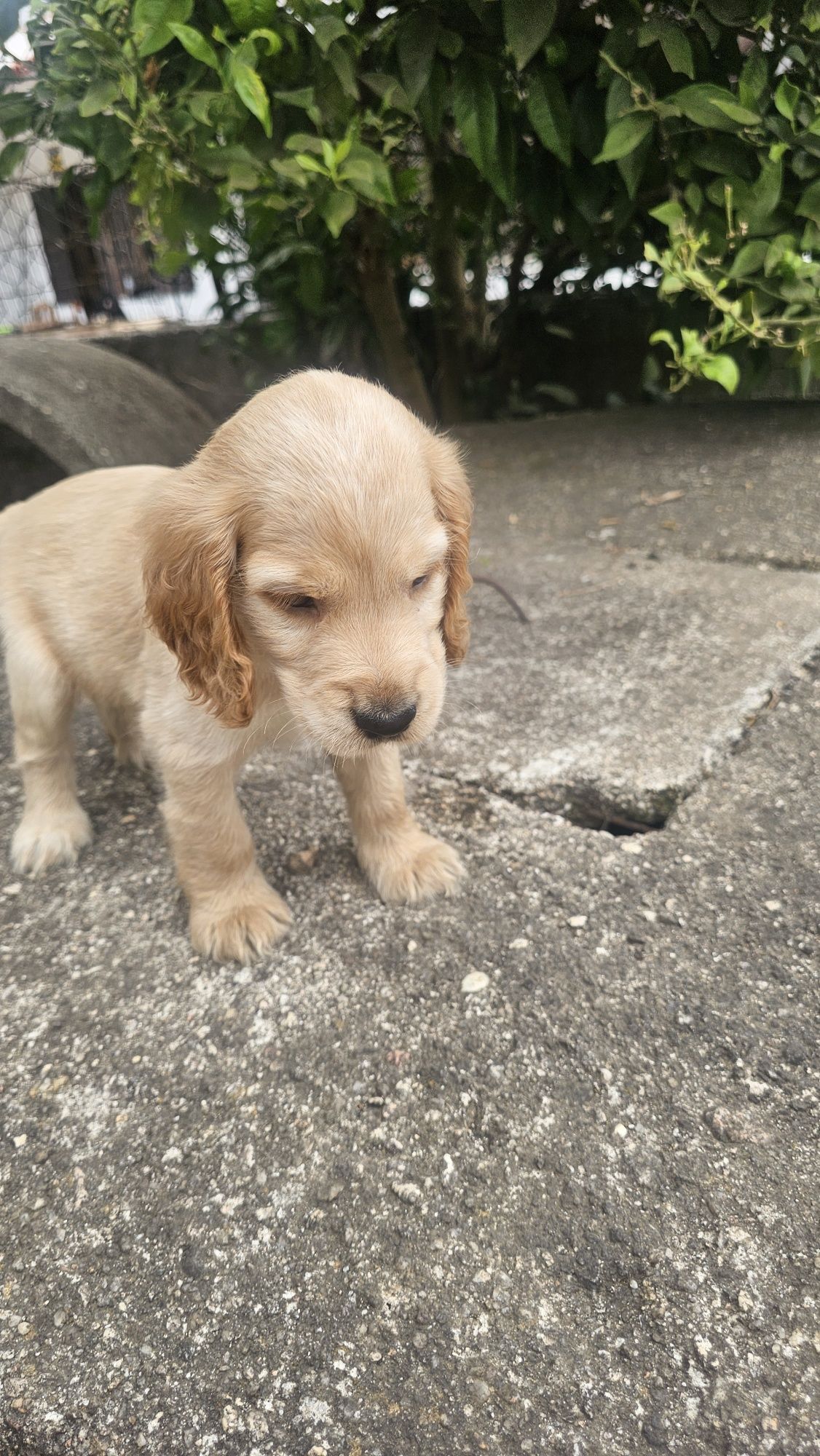 Cocker spaniel dourado