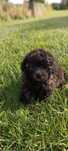 SShihpoo piesek F1B gotowy do odbioru