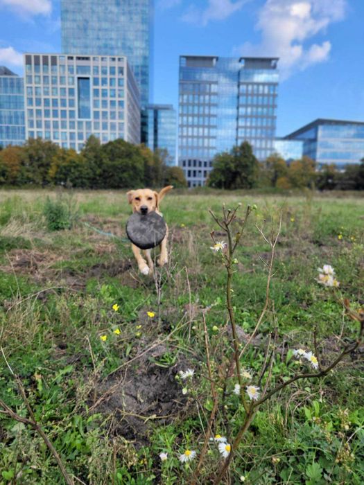 Zadbany, wychowany z jedną rodziną pies szuka doświadczonego domu