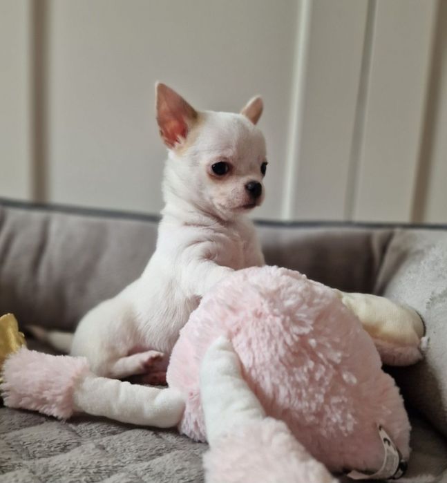 Chihuahua krótkowłosy FCI ZKwP Piesek