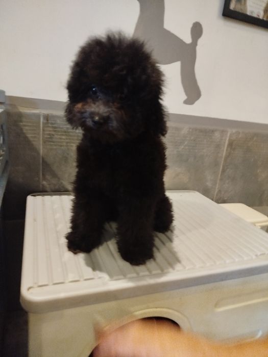 Pudel toy/miniatura czarny piesek