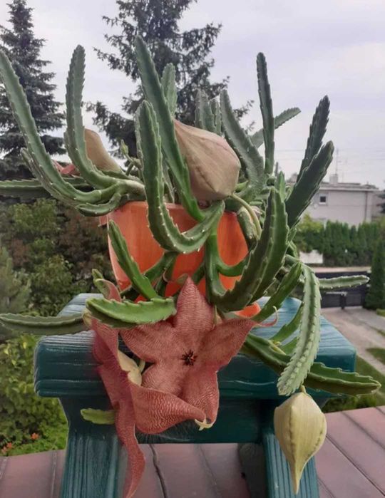 Kaktus gwiazda szeryfa