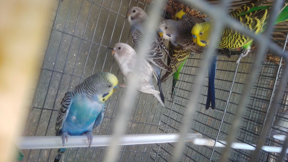 Periquitos fofinhos