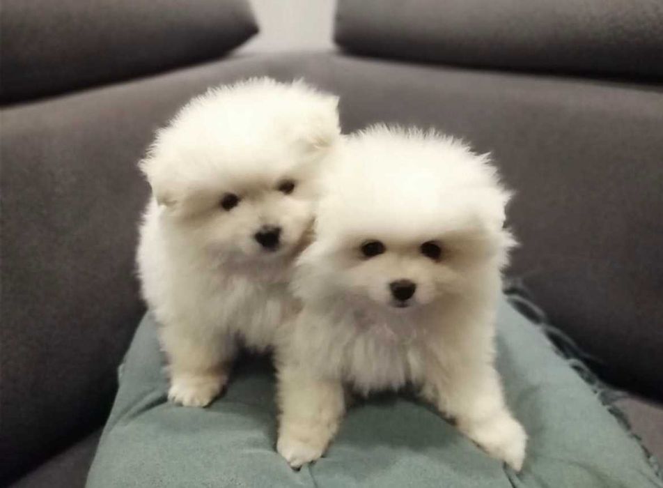 Szpic miniaturowy Pomeranian