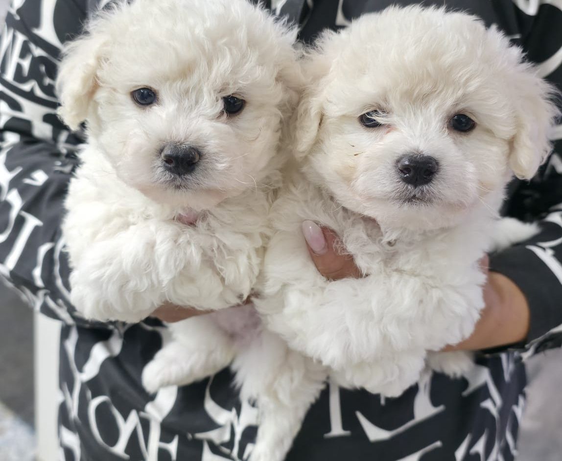 Bichon Frise FCI cudowna dziewczynka