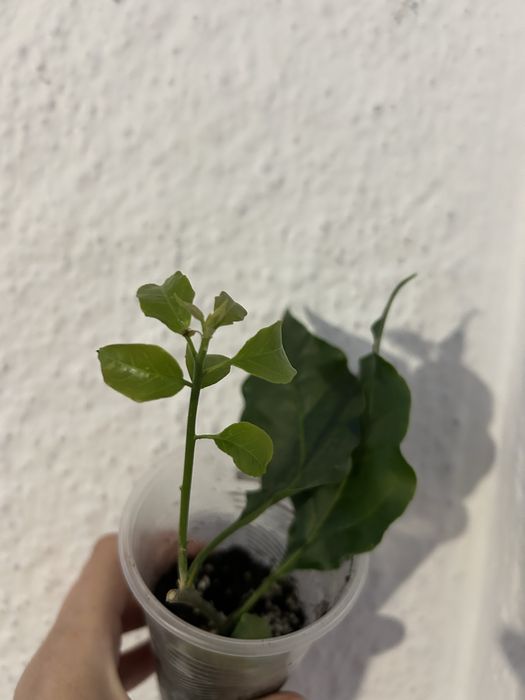 Продам бугенвілію