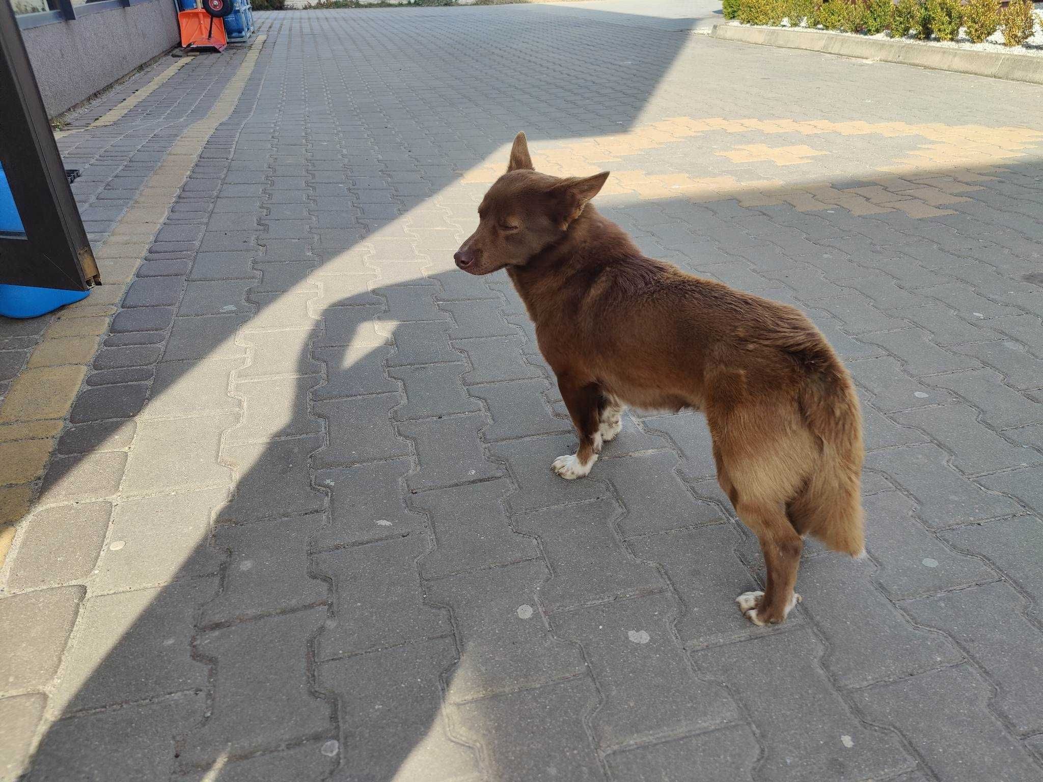 Siedlce, ul. Janowska/Stok Lacki czyja zguba?