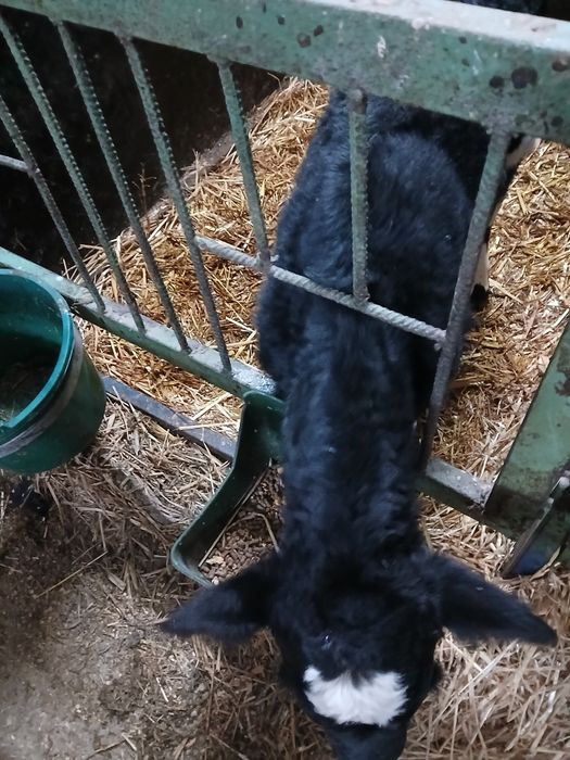 Byczek mieszaniec ciele norweg