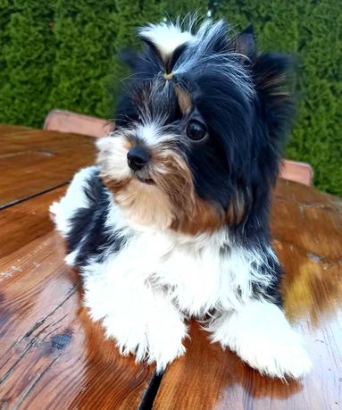 Biewer Yorkshire Terrier Piesek