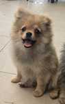 Pomeranian suczka szpic miniaturowy zkwp FCI