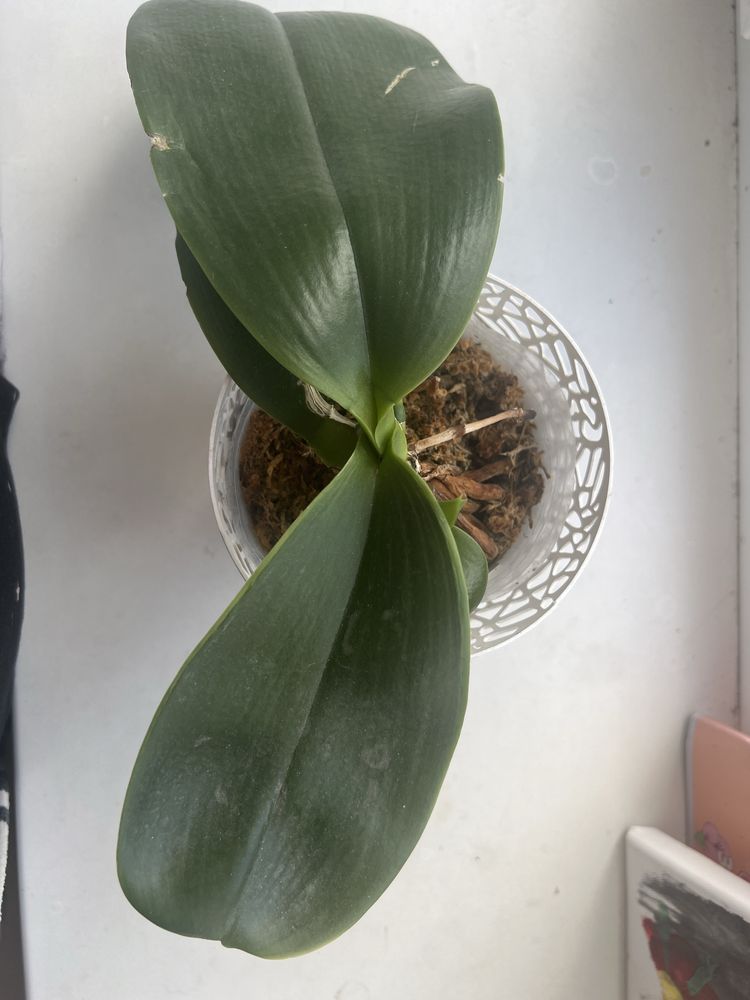 Орхидея Mituo Golden Tiger White Tiger x gigantea Ta wei
