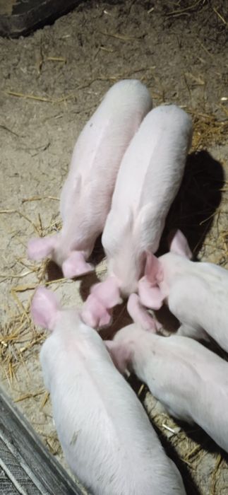 Продам поросят  ландрас