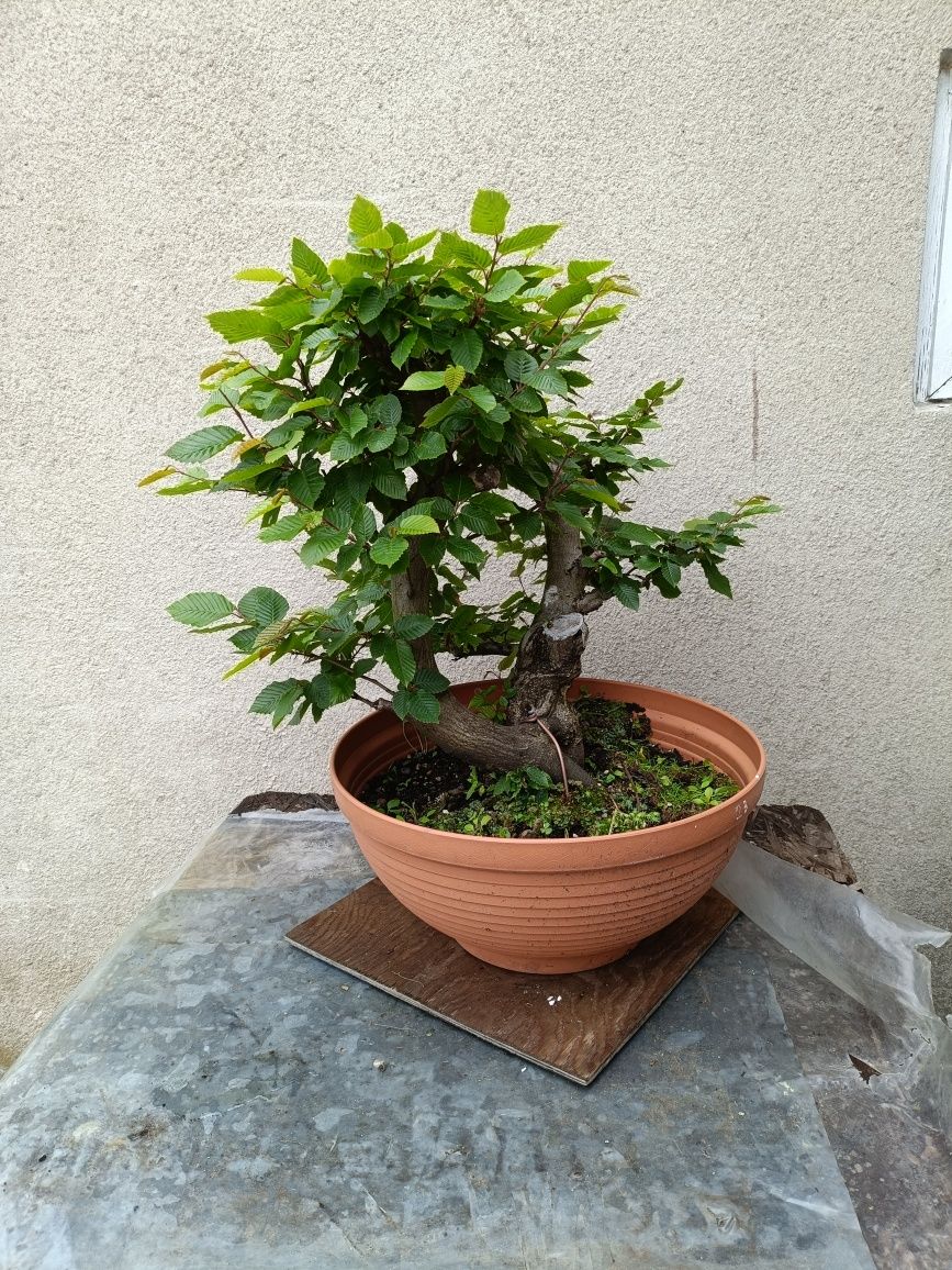 Drzewko Bonsai Dąb