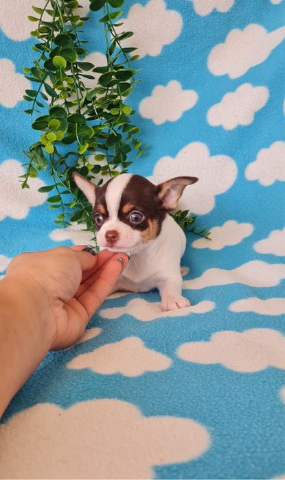 Estupendo chocolate chihuahua/chiuaua de Qualidade